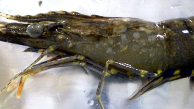 White spot disease was found in Queensland's Logan and Albert rivers and has devastated five prawn farms in the area.
