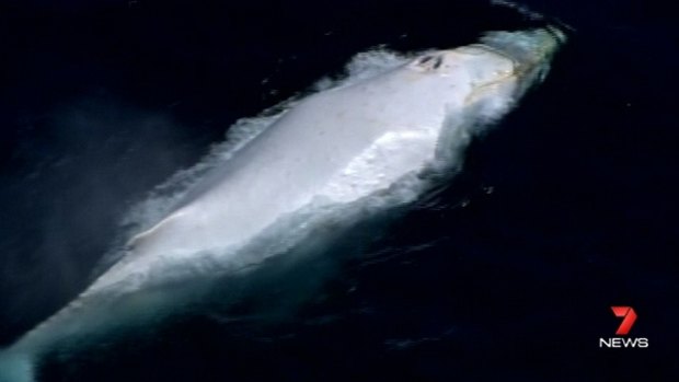 A white whale spotted off the Gold Coast is yet to be confirmed as Migaloo.