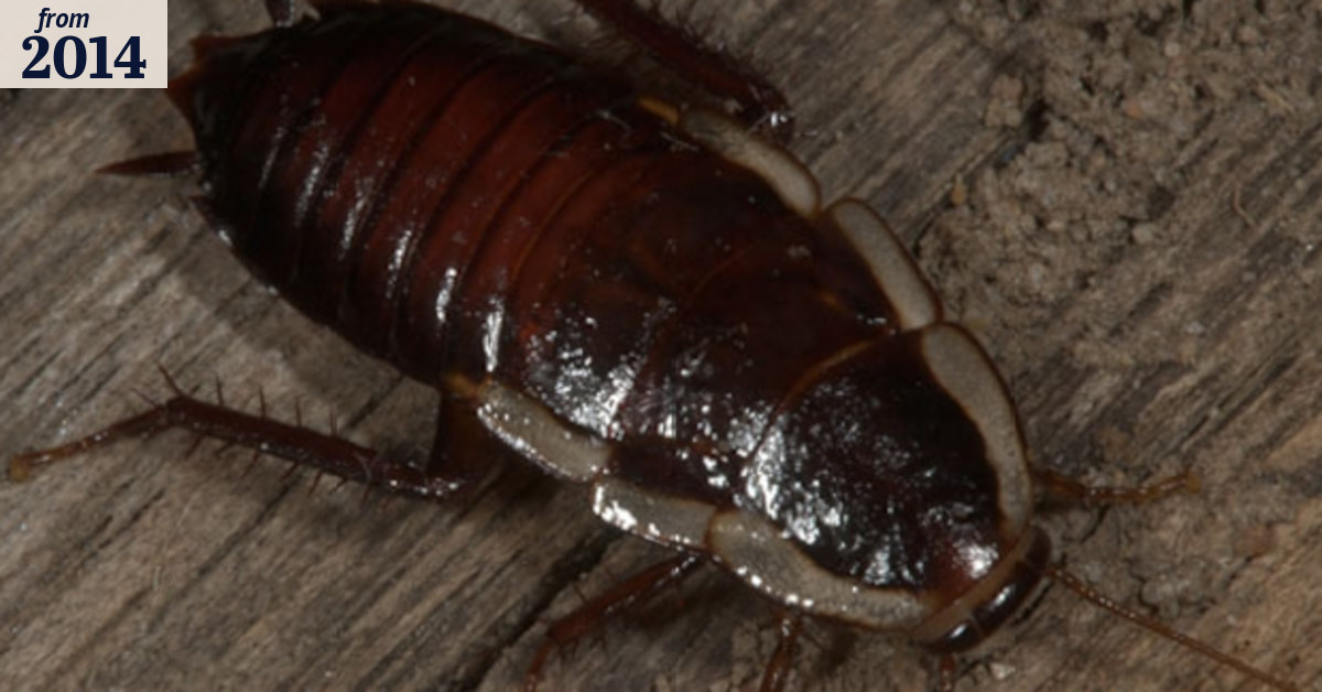 Grab the garden hose rather than a shoe to splat a cockroach