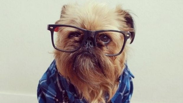 Hipster dog. Dogs of #qldpol