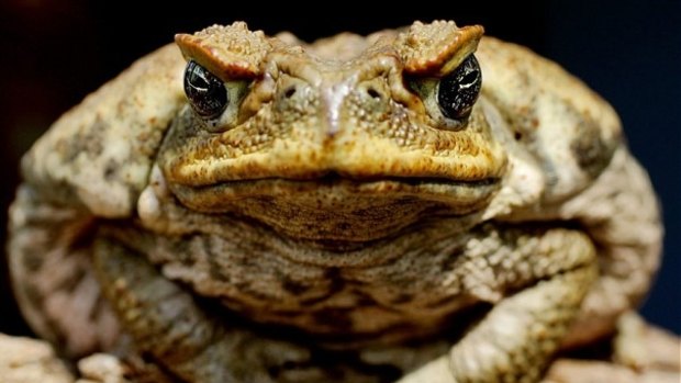First Queensland, then Australia. The cane toads are on the march.