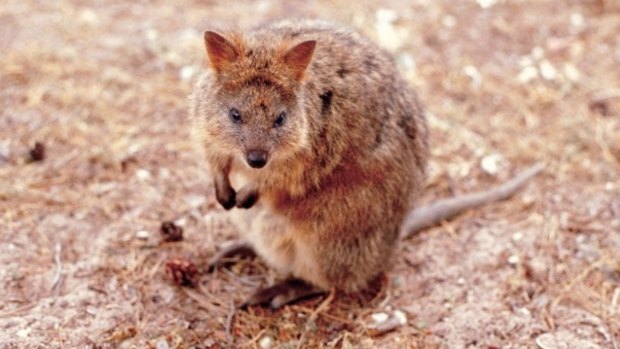 Quokka