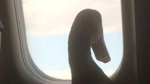 Daniel The Emotional Support Duck takes a gander out the window.