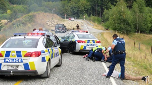 Police handcuff occupants of the car that was stopped by the sheep.