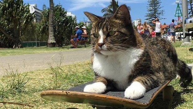 Gold Coast rescue cat shows off her skateboard skills