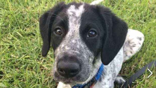 Grizz the dog was shot dead at Auckland Airport.