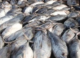 Symptoms of scombroid poisoning include burning around the mouth, facial flushing and diarrhoea and it is mostly linked to fish such as mackerel, tuna, bonito and sardines.