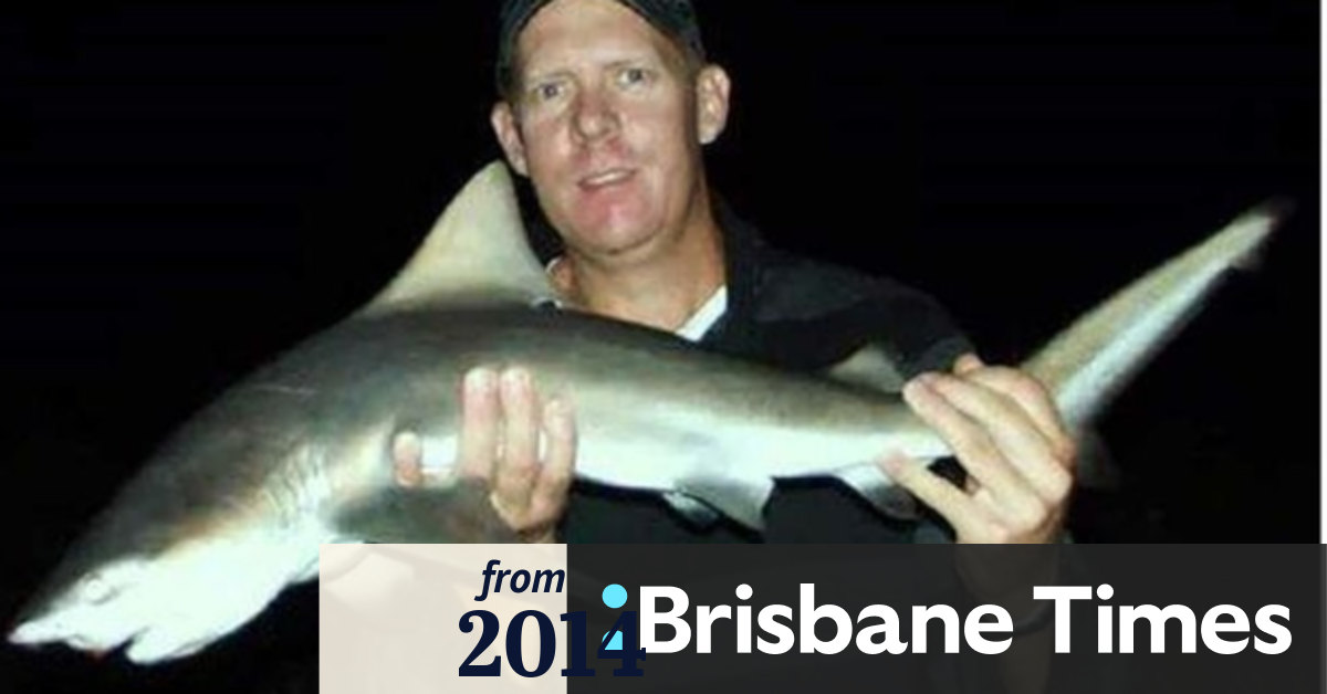 Sharks make themselves at home in Brisbane River