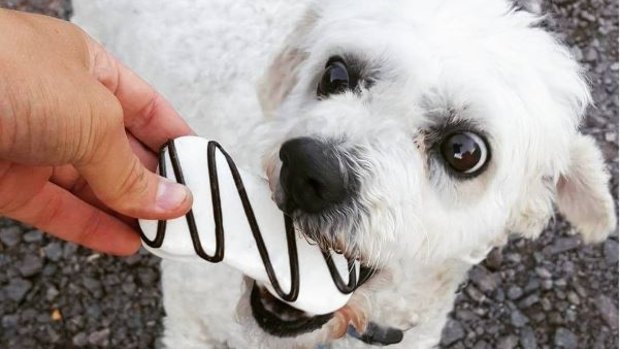 A number of dogs are the willing taste testers for the pet treats.