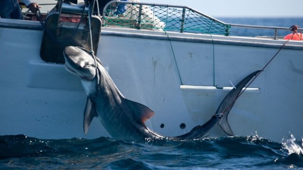 A Tiger shark caught off the Perth coast on drum lines. 