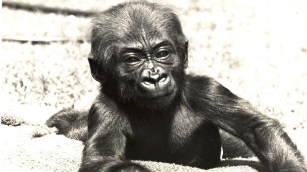 A baby Mzuri at Melbourne Zoo.