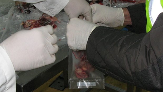 Inspectors bag samples of horse meat in Spain.