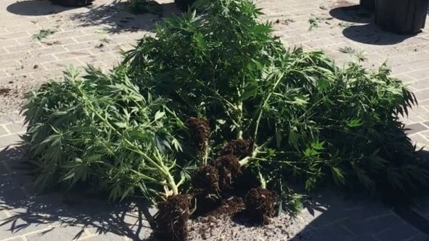 Police uncovered more than $800,000 worth of cannabis.