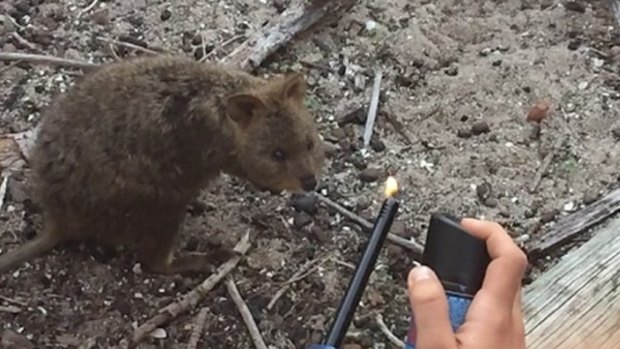 Earlier this year two French backpackers were fined for torching a quokka.