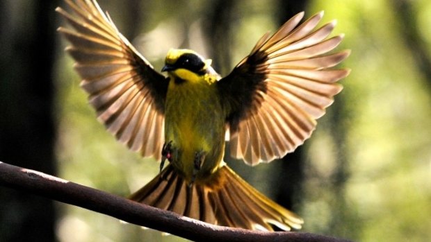 The $5 million Threatened Species Recovery Fund would benefit such animals as the Helmeted Honeyeater bird.