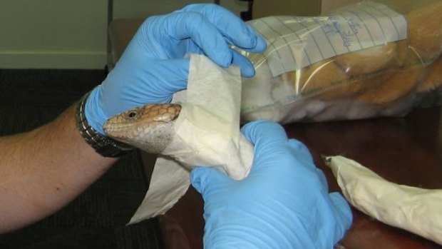 Biosecurity workers unwrap lizards after they survived being taped up and posted.