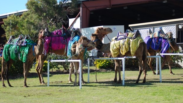 Racing camels decked out in coloured racing gear.