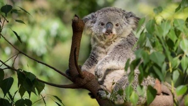 A koala living at the Los Angeles Zoo and Botanical Gardens, named Killarney, died on March 3 after it's believed the animal was attacked by a mountain lion.