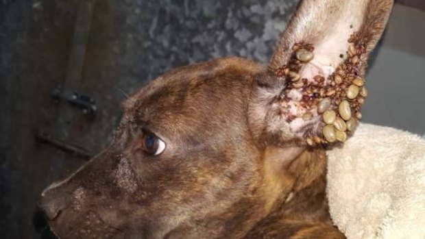 A dog infected with bush ticks, one of three rescued by the Young Animal Protection Society in Cairns.