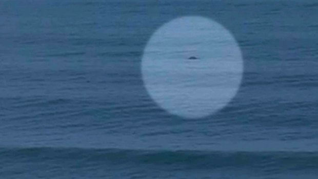 A cameraman claims the dark shadow was a dolphin, not a shark. 