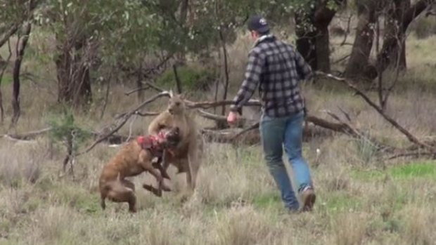 Dog 'Max' tries to escape the kangaroo's grip. 