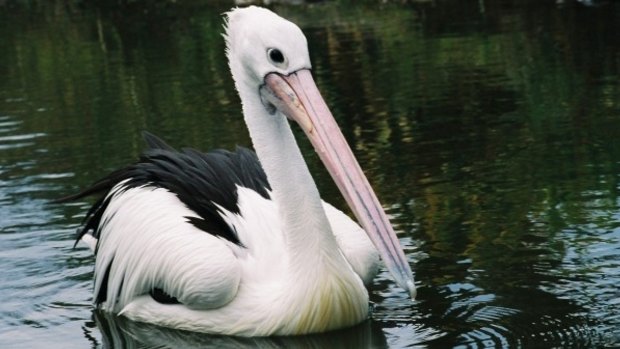 Lanky the pelican has died. He was the longest living resident at Wellington Zoo, after arriving at the zoo in 1978.