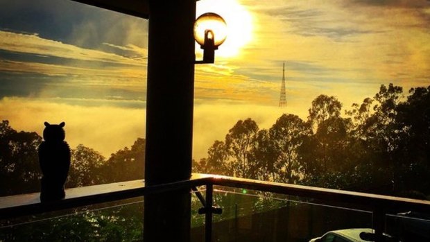 Fog blankets Brisbane, as seen from Mount Coot-tha.