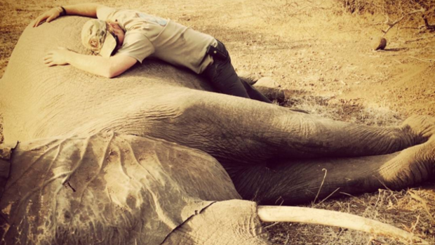 Prince Harry shared this picture of him with a sedated elephant during his summer tour of Africa to his family's Instagram account.