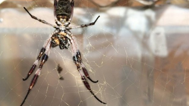 The sheen of the golden orb's web is clear in the sunlight.