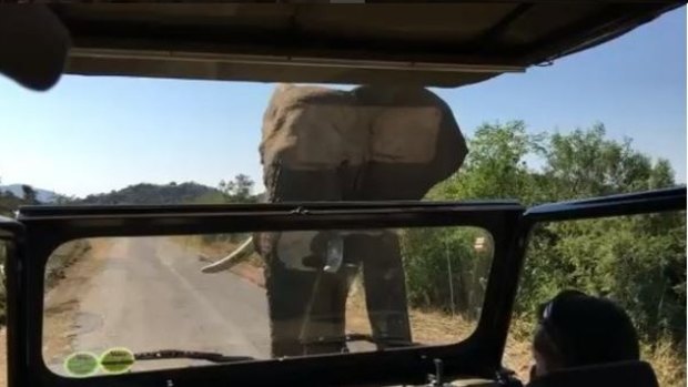 The elephant chases after Arnold Schwarzenegger in South Africa.