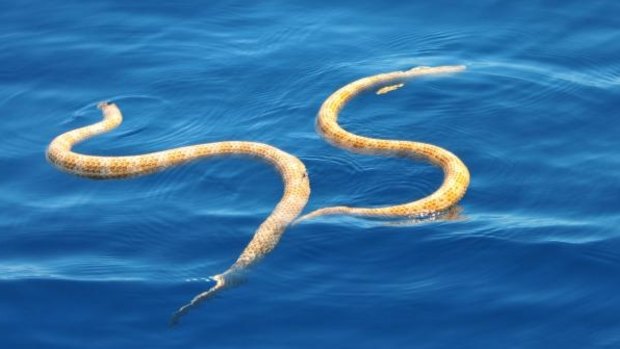 The photograph of the pair of short-nosed sea snakes 'courting' in Ningaloo Marine Park.