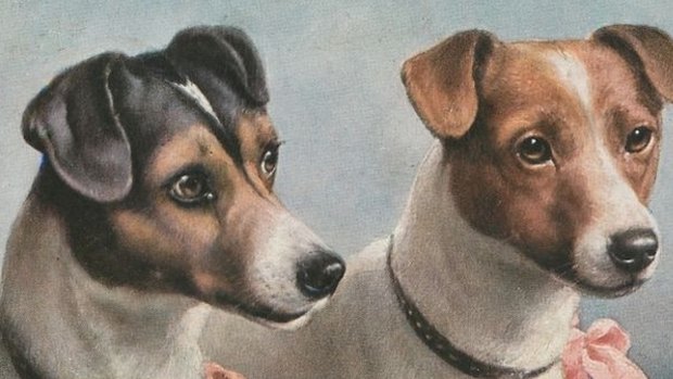 Fox terriers: "brimful of health and spirits". 