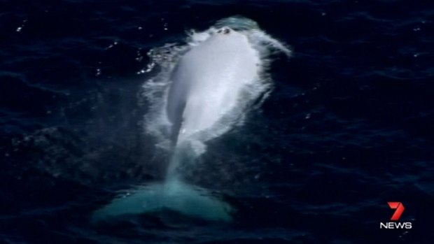 Most whale aficionados believe this white whale is not Migaloo.