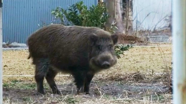 Wild boar at Fukushima