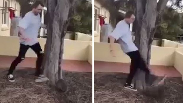 Harrison Angus McPherson pleaded guilty to animal cruelty after he was caught on camera kicking a quokka.