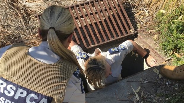 A RSPCA worker has entered the drain to find the dog.