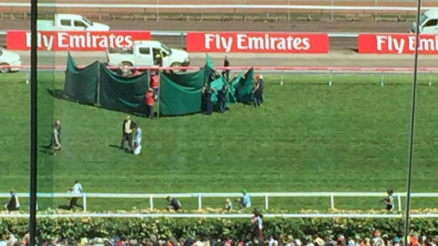 A curtain surrounded Red Cadeaux on the Flemington straight after the race.