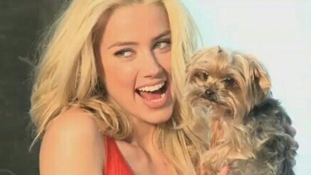 Amber Heard did not appear in court on Monday over the illegal importation of her dogs.