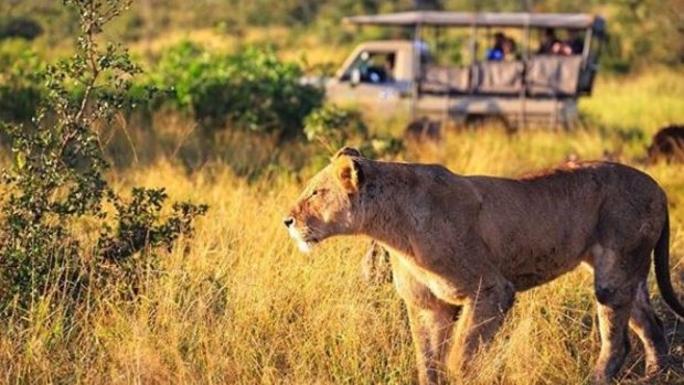 Lioness on a Honeyguide safari.