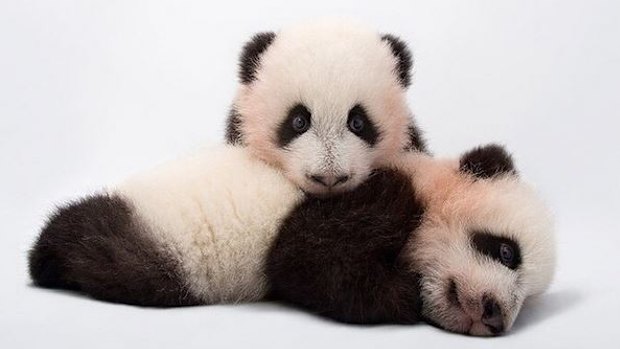 This photo by @joelsartore has over 600,000 likes on Instagram.