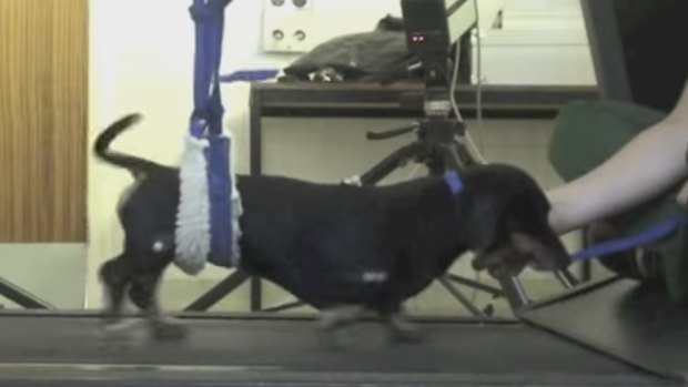 Jasper the dachshund was able to walk again after his procedure.