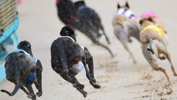 The NSW greyhound industry was predicated on "the mass slaughter of healthy young dogs", inquiry hears.