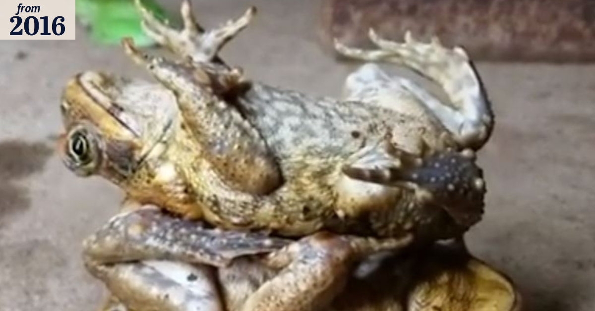 Toad stacking demonstration video goes viral on YouTube