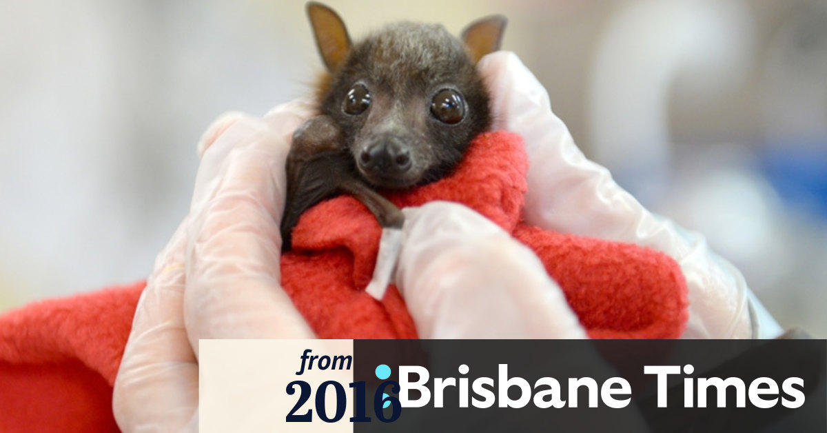 Baby Flying Foxes Treated At Australia Zoo Wildlife Hospital