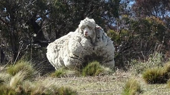 Chris the sheep 