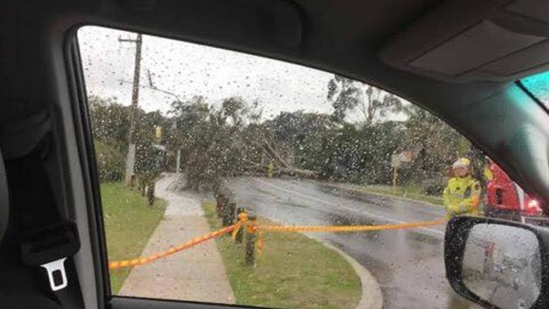 Dorchester Avenue in Hamersley is cordoned off by another fallen tree.