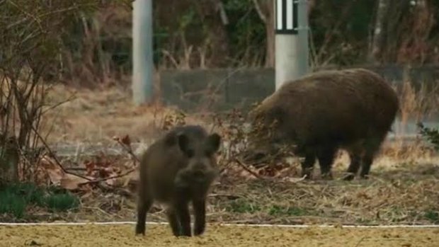 Radioactive boars in Japan.