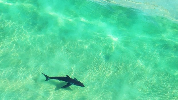 A shark was seen swimming away before the girl's mother made a frantic call for help after the attack in Cairns.