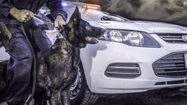 Police dog Waco died while on duty.