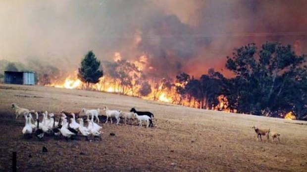 The Sampson Flat fire in the Adelaide Hills has razed up to 32 homes.